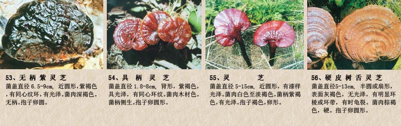 圖片關鍵詞 圖片關鍵詞