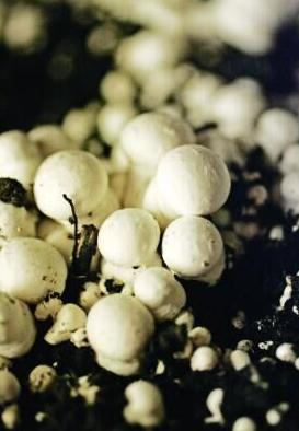 圖片關鍵詞 圖片關鍵詞