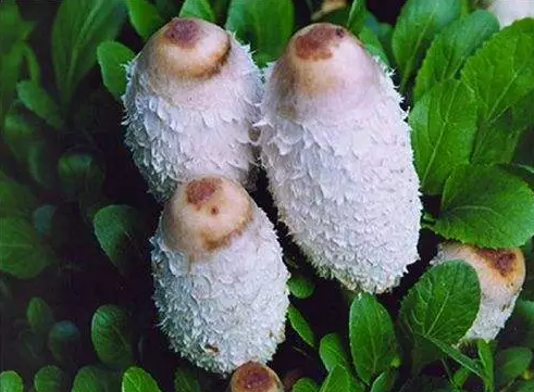 圖片關鍵詞 圖片關鍵詞