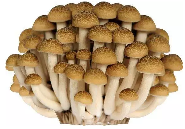 圖片關(guān)鍵詞 http://www.efhza.cn/ewebeditor/uploadfile/20170914091421667001.png