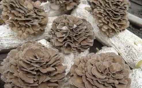 圖片關(guān)鍵詞 http://www.efhza.cn/ewebeditor/uploadfile/20170914091445139001.png