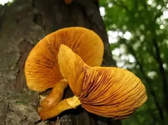 圖片關鍵詞 圖片關鍵詞