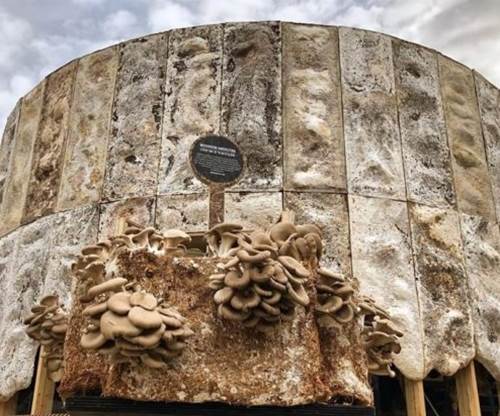 圖片關鍵詞 http://www.mushroommarket.net/file/upload/202002/12/09-05-29-74-283825.png