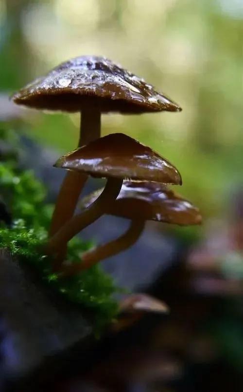 國家蘑菇地理：中國哪里的蘑菇最好吃？