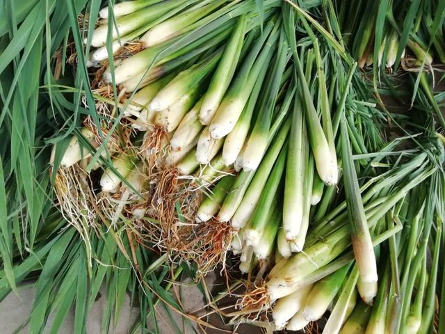 國家蘑菇地理：中國哪里的蘑菇最好吃？