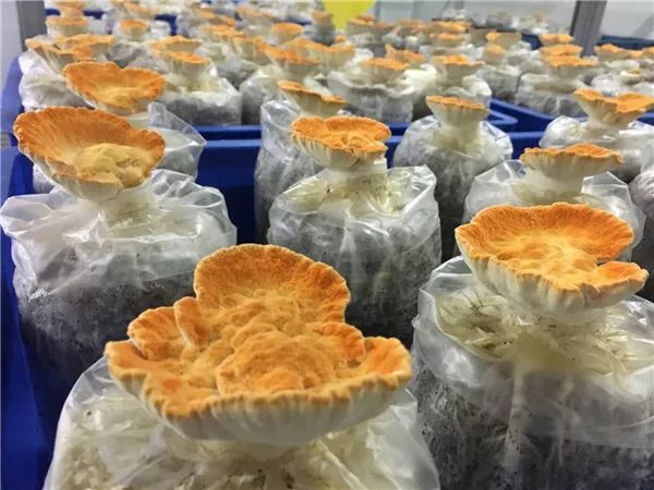 圖片關(guān)鍵詞 https://mmbiz.qpic.cn/mmbiz_jpg/EzTg6Bqtpm1oUyHdgMVIdib7xVuR8PN06lmPuQK2ys2MQGvYw3QaWP80M3P4HfnYbKbVXrPh2d4Ahz6ARcV4icaQ/640?wx_fmt=jpeg