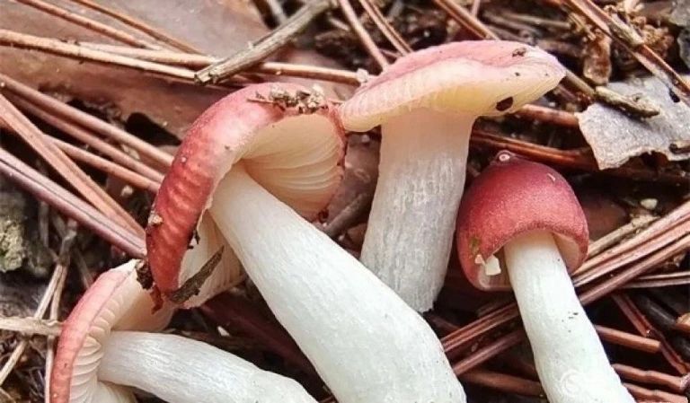 圖片關鍵詞 圖片關鍵詞