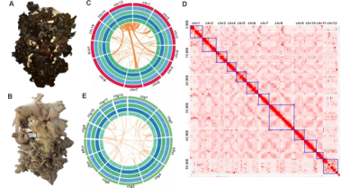 行業(yè)動態(tài)